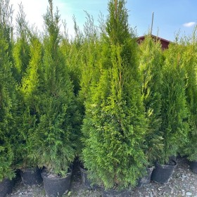 Tuja Szmaragd 110-130 cm Cena 32 zł