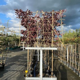 Czeremcha Wirginijska Canada Red EKRAN 240 cm Cena 950 zł
