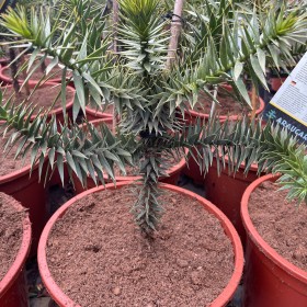 Araukaria Chilijska 505-60 cm Cena 350 zł