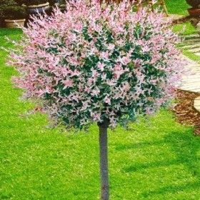 WIERZBA Hakuro Nishiki Szczepiona na 120cm 50 zł