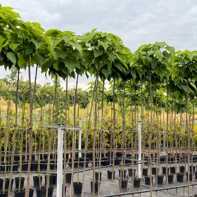 KATALPA NANA kulista 180-200 cm 240 ZŁ