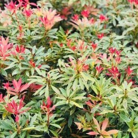 Pieris Japoński Zimozielony LITTLE HEATH Cena 35 zł