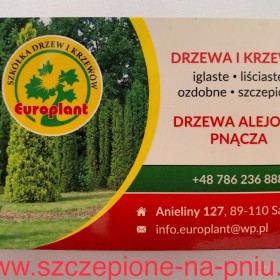 Budleja Dawida 5 ODMIAN Cena 28 zł