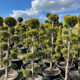 Bonsai Ivonne 7-9 kul Wys.  150-180  cm 550 zł