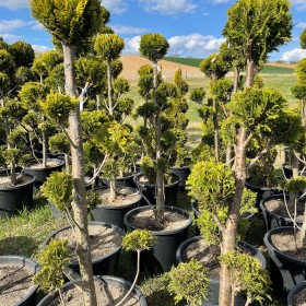 Bonsai Ivonne 7-9 kul Wys.  150-180  cm 550 zł