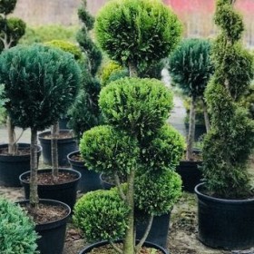 Bonsai Ivonne 7-9 kul Wys.  150-180  cm 550 zł