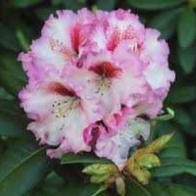 Rhododendron-Różanecznik Hachmann's Charmant' 40-50 cm cena 55 zł