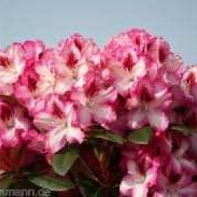 Rhododendron-Różanecznik Hachmann's Charmant' 40-50 cm cena 55 zł