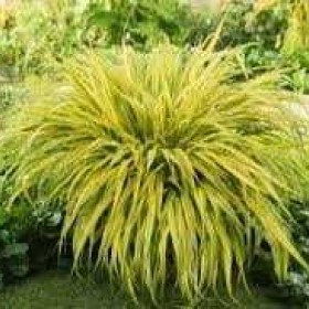 Trawa Bambusowa Hakonechloa Aureola cena 30 zł