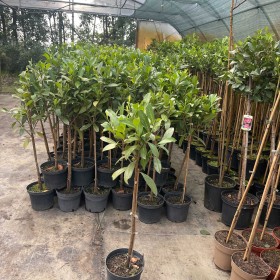 Laurowiśnia Caucasica na Pniu 100 cm 95 zł