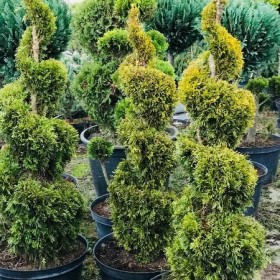 Bonsai Formowane Spirala Szmaragd Janed Gold Wys. 150 cm Cena 350 zł