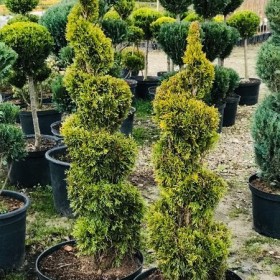 Bonsai Formowane Spirala Szmaragd Janed Gold Wys. 150 cm Cena 350 zł