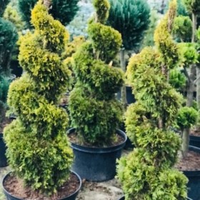 Bonsai Formowane Spirala Szmaragd Janed Gold Wys. 150 cm Cena 350 zł