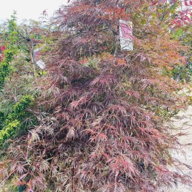 Klon Palmowy GARNET XXL 160 CM Cena 1850 zł