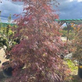 Klon Palmowy GARNET XXL 160 CM Cena 1850 zł