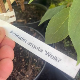 Mini Kiwi Ken's Red 100 cm cena 35 zł