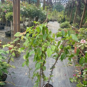Mini Kiwi Ken's Red 100 cm cena 35 zł