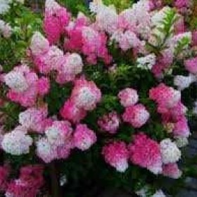 Hortensja Bukietowa Vanille Fraise 4 letnia Cena 45 zł