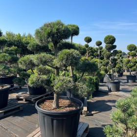 Bonsai Sosna Czarna Niwaki 180-200 cm Cena 2500 zł
