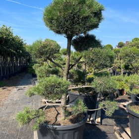 Bonsai Sosna Czarna Niwaki 180-200 cm Cena 2500 zł
