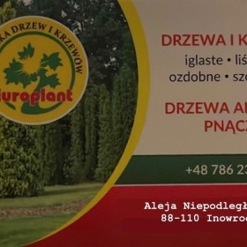 Bonsai Sosna Czarna Niwaki 180-200 cm Cena 2500 zł