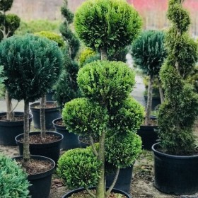 Bonsai Ivonne 7-9 kul Wys. 130 -150 cm Cena 450 zl