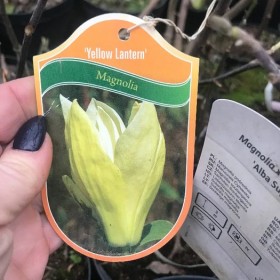 MAGNOLIA Gennie Cena 85 zł