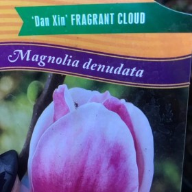 MAGNOLIA Gennie Cena 85 zł