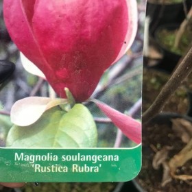 MAGNOLIA Gennie Cena 85 zł