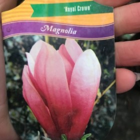 MAGNOLIA Gennie Cena 85 zł