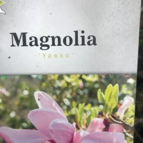 MAGNOLIA Gennie Cena 85 zł