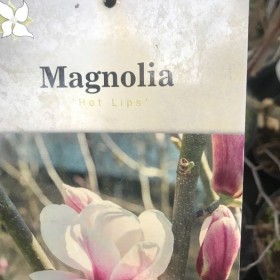 MAGNOLIA Gennie Cena 85 zł
