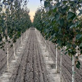 Drzewa alejowe Klon, Lipa ,grab, dąb, katalpa, brzoza Cena 220 zł