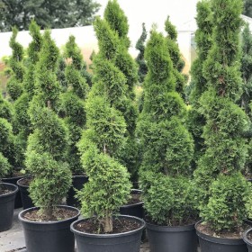 Bonsai Drzewa Formowane Spirala Szmaragd Wys. 150 cm Cena 350 zł