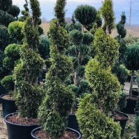 Bonsai Drzewa Formowane Spirala Szmaragd Wys. 150 cm Cena 350 zł