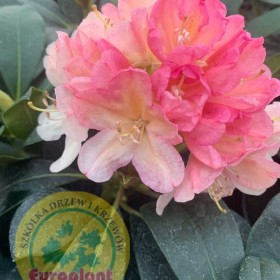 Rododendron Różanecznik 'Percy Wiseman' cena 55 zł