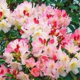 Rododendron Różanecznik 'Percy Wiseman' cena 55 zł