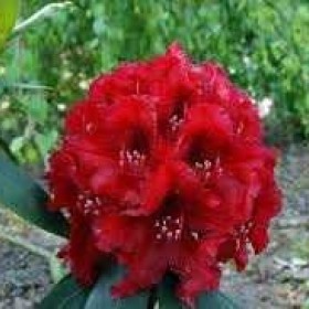Rododendron Różanecznik ERATO 50 cm 55 zł