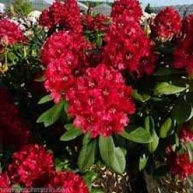 Rododendron Różanecznik ERATO 50 cm 55 zł