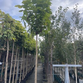 Klon Kulisty Globosum Obwód Pnia 10-12 cm cena 260 zł