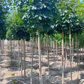 Klon Kulisty Globosum Obwód Pnia 10-12 cm cena 260 zł