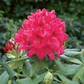 Rododendron 'Nova Zembla' - różanecznik cena 55 zł