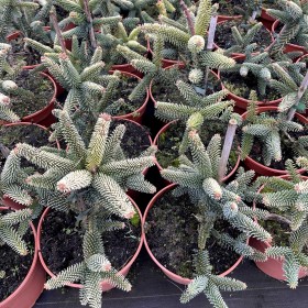 Jodła Pinsapo Aurea 135 zł
