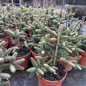 Jodła Pinsapo Aurea 135 zł