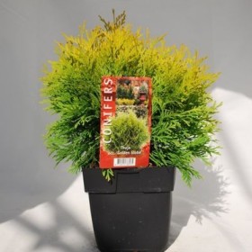 TUJA Danica Aurea 20 cm Średnica cena 30 zł