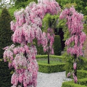 WISTERIA Glicynia Szczepiona Cena 75 zł