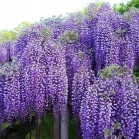 WISTERIA Glicynia Szczepiona Cena 75 zł