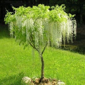 WISTERIA Glicynia Szczepiona Cena 75 zł