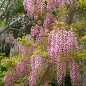 WISTERIA Glicynia Szczepiona Cena 75 zł