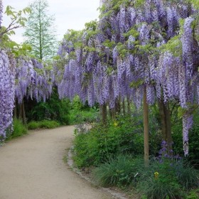 WISTERIA Glicynia Szczepiona Cena 75 zł